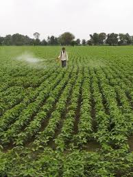 Bharti Kishan Company