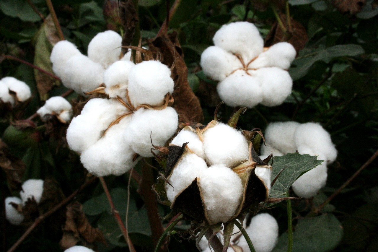 Cotton